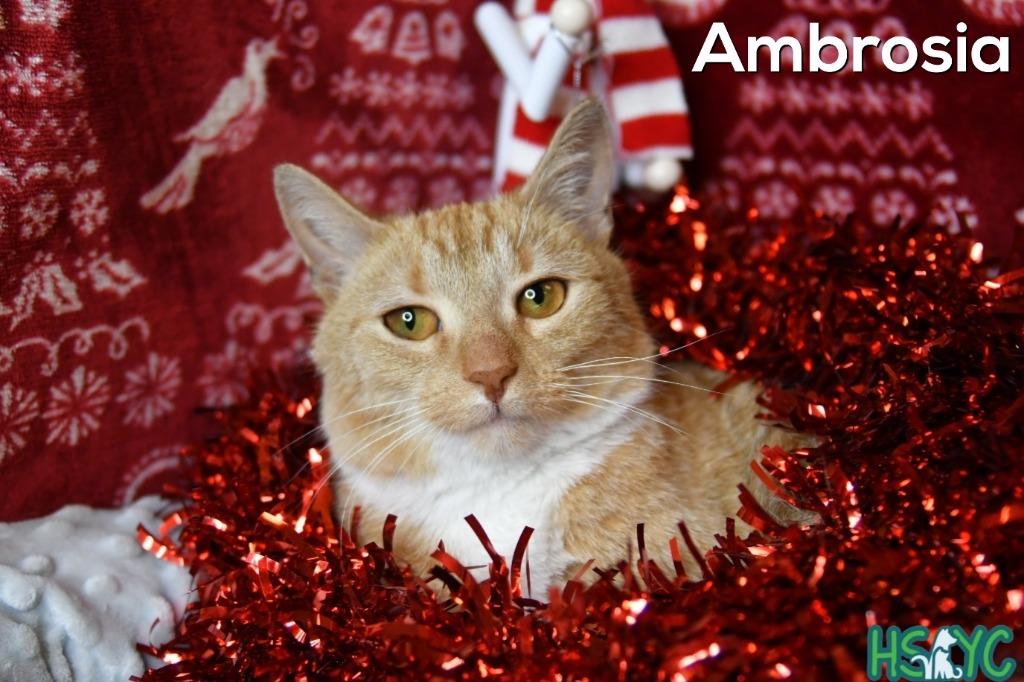 Enlarge Ambrosia, a Adoptable mixed breed in Fort Mill, SC image 3/3