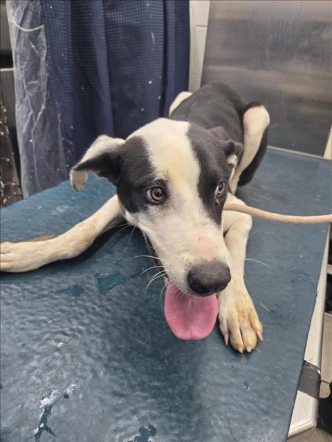 Enlarge BOK CHOY, a Adoptable mixed breed in Mobile, AL image 1/1