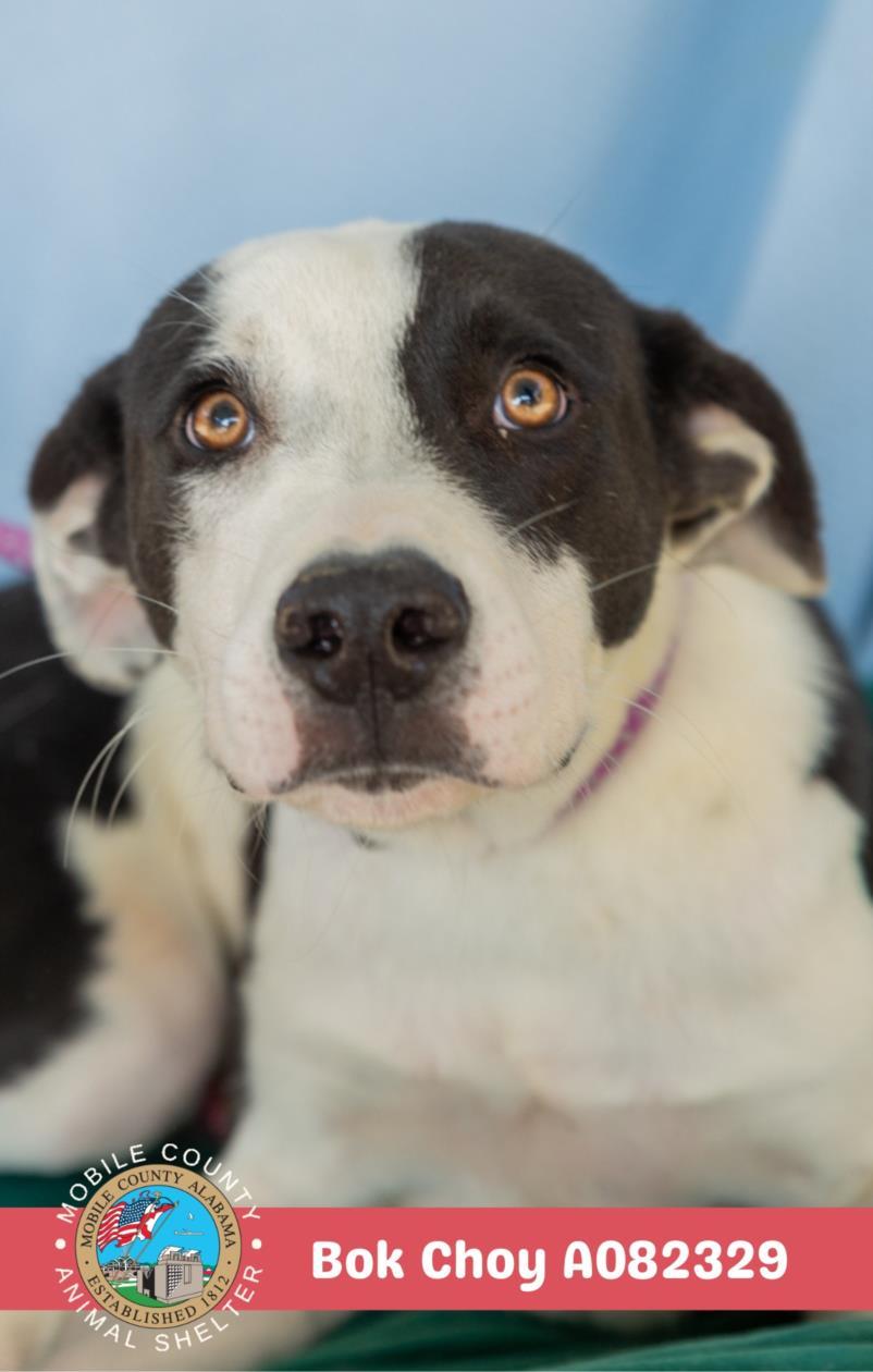 BOK CHOY, Adoptable, Young Male Labrador Retriever & Mixed Breed.