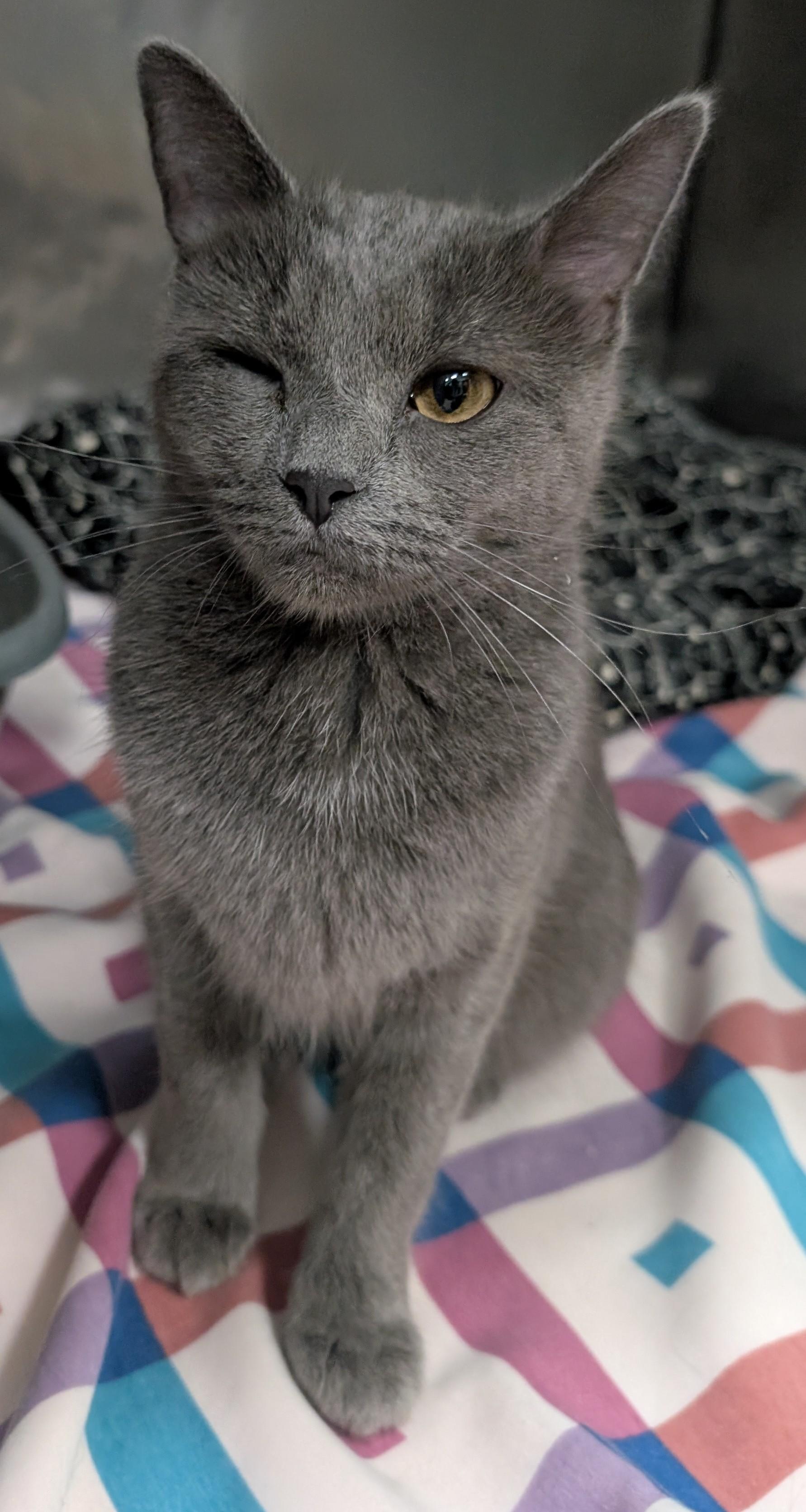 Enlarge Smokey, an adopted Domestic Short Hair in New Ulm, MN image 2/2