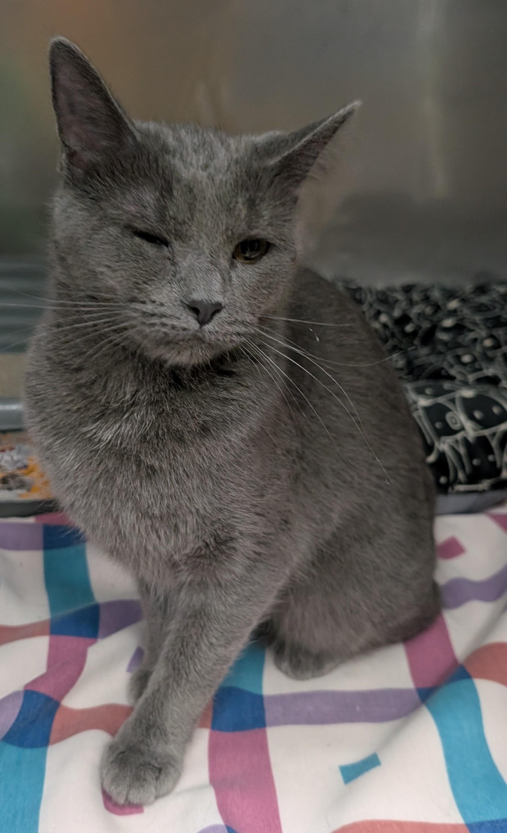 Smokey, adopted, Adult Female Domestic Short Hair.