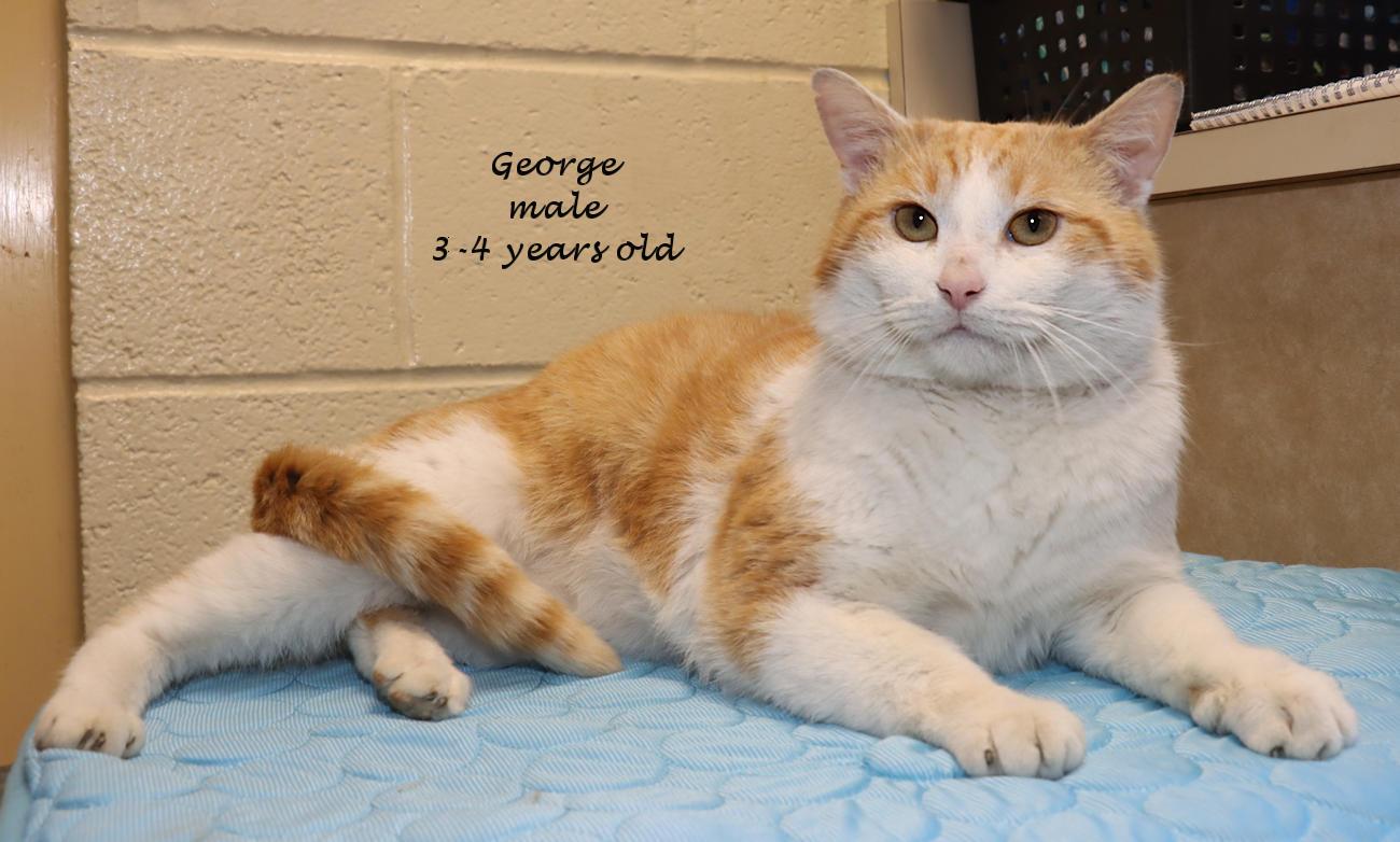Enlarge George, an adopted Domestic Short Hair in Euclid, OH image 2/6
