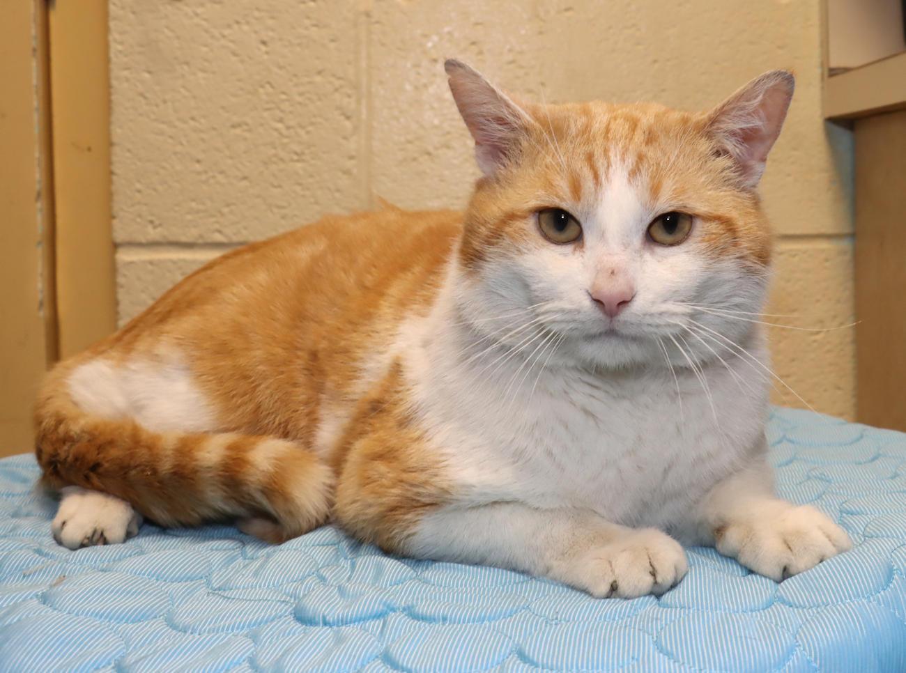 Enlarge George, an adopted Domestic Short Hair in Euclid, OH image 6/6