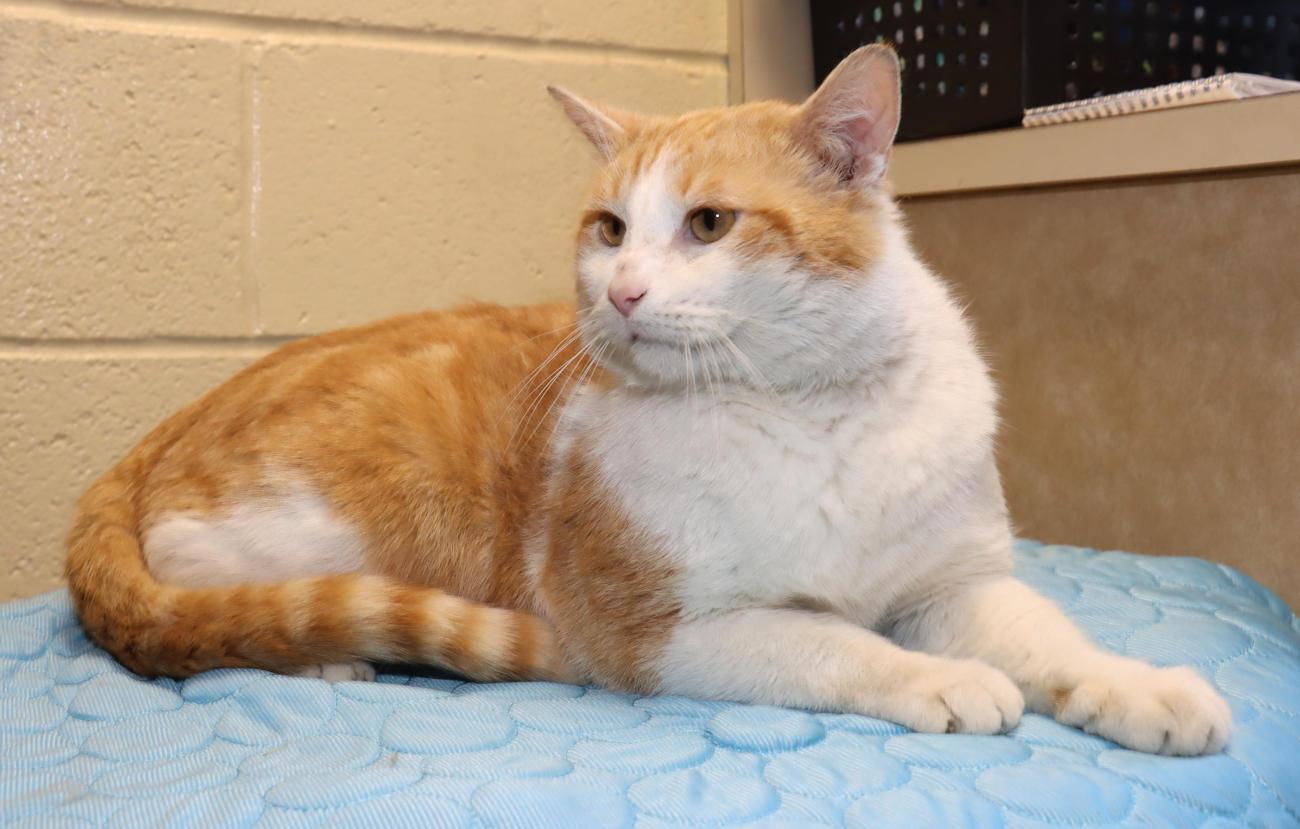 Enlarge George, an adopted Domestic Short Hair in Euclid, OH image 5/6