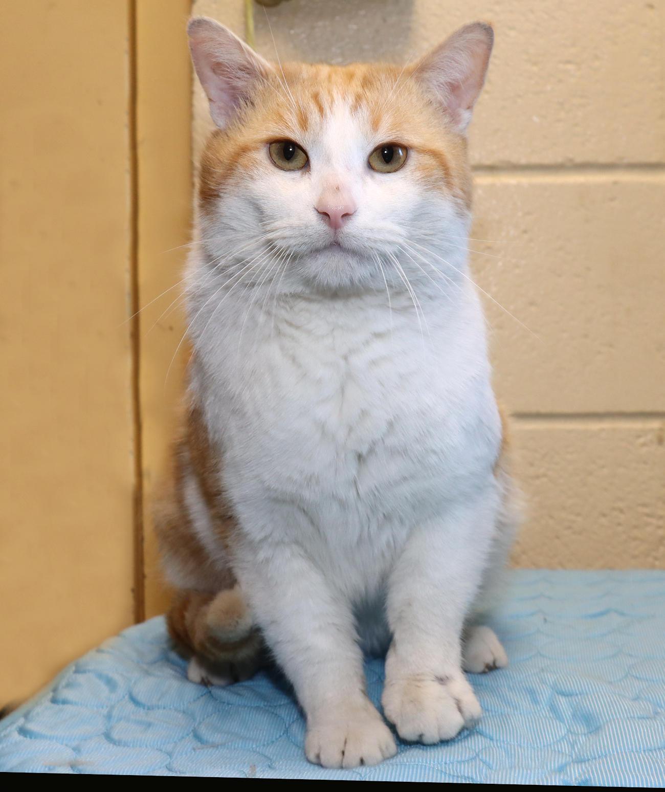 Enlarge George, an adopted Domestic Short Hair in Euclid, OH image 4/6