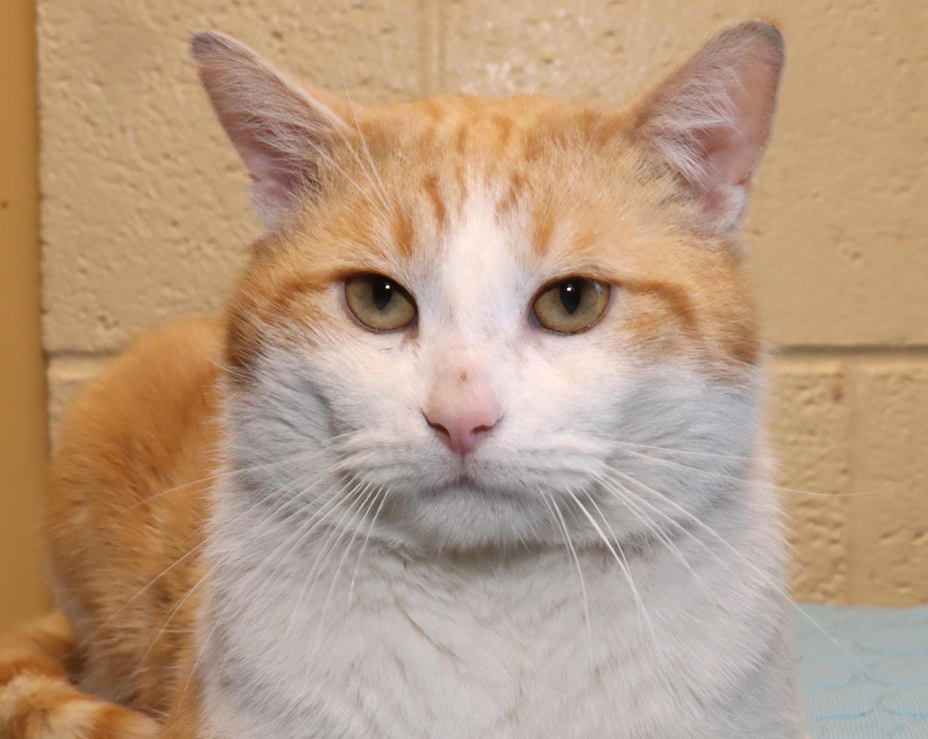 Enlarge George, an adopted Domestic Short Hair in Euclid, OH image 1/6
