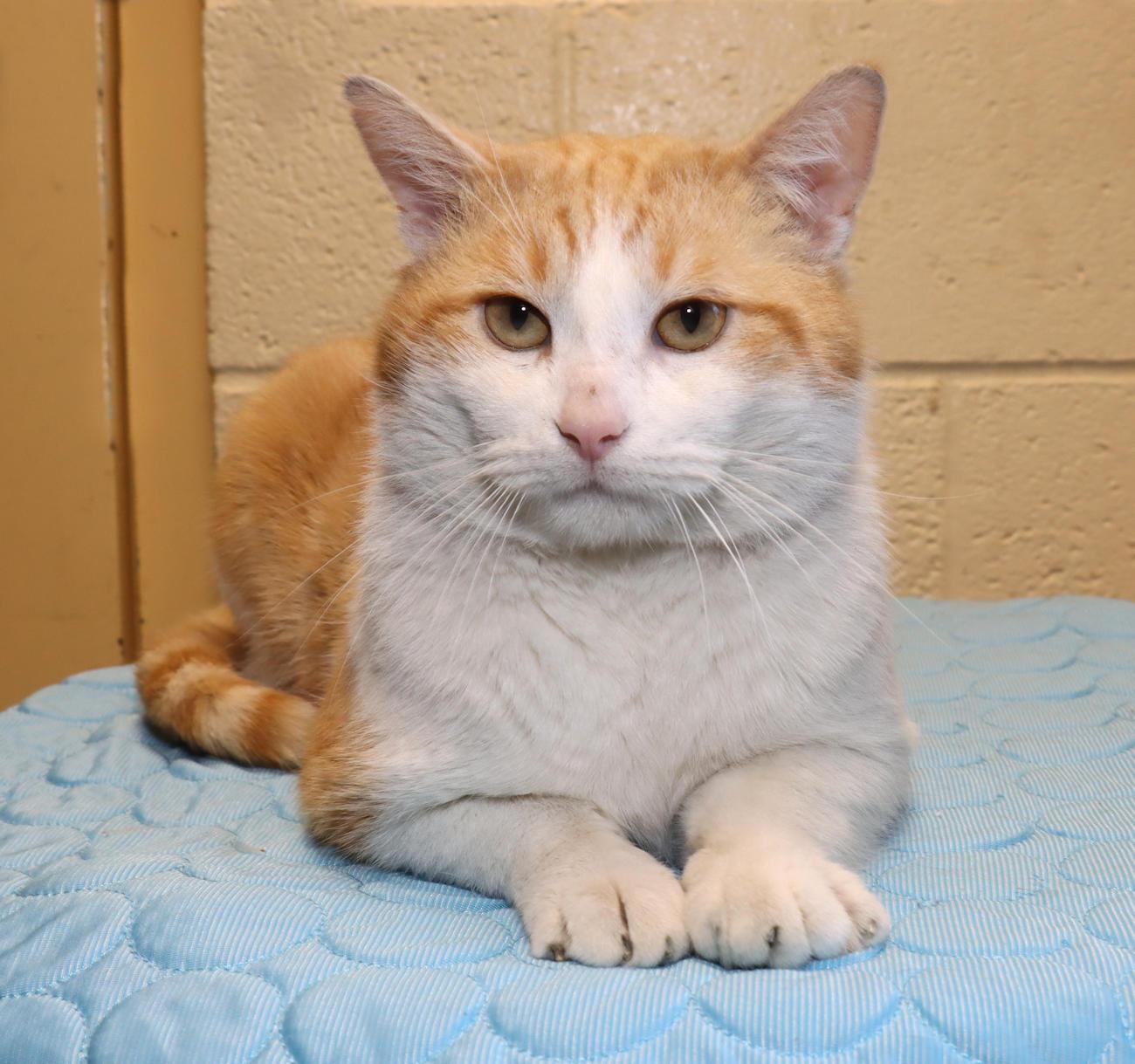 Enlarge George, an adopted Domestic Short Hair in Euclid, OH image 3/6