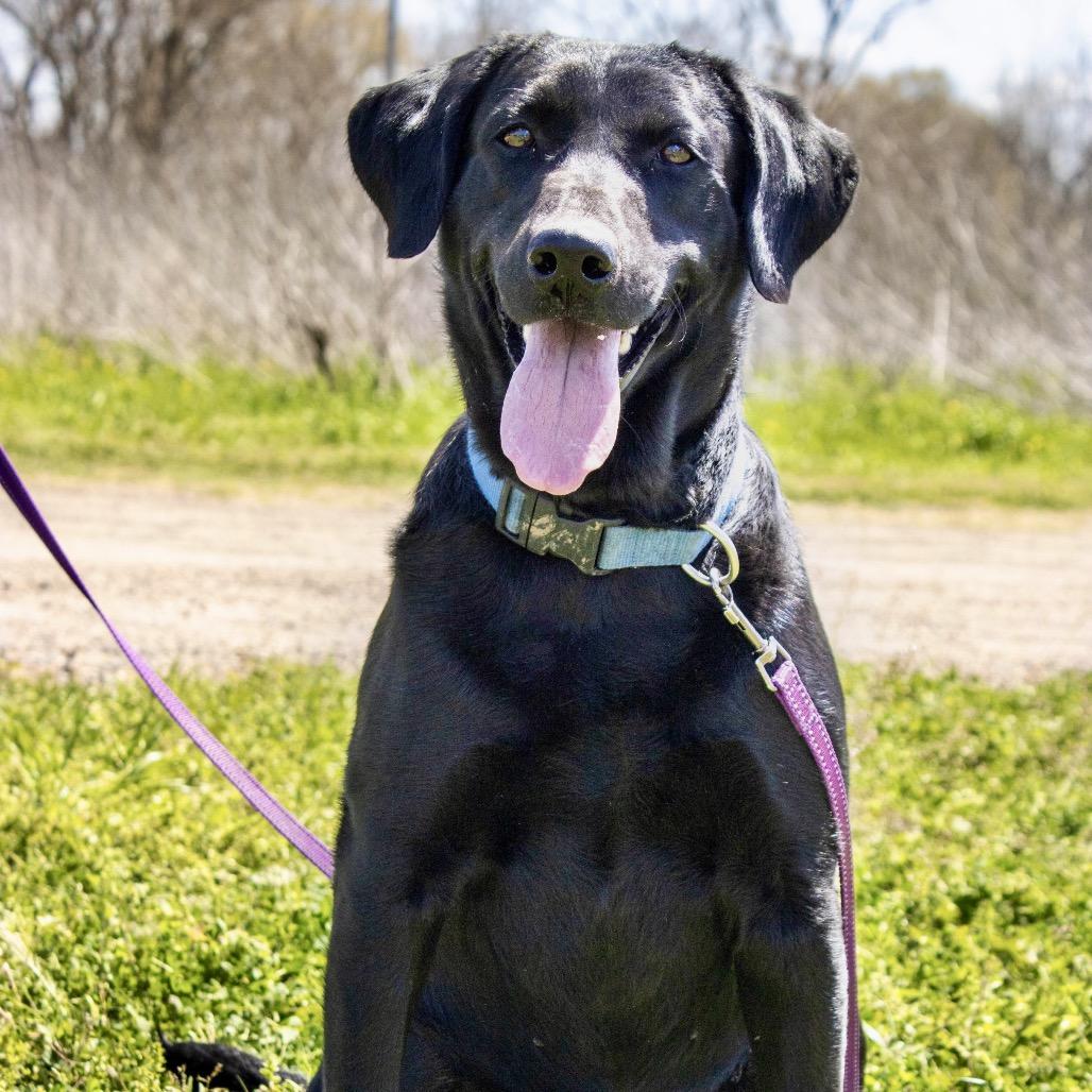 Vixen S2, Adoptable, Adult Female Black Labrador Retriever.