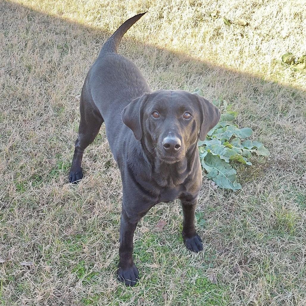 Vixen S2, a Adoptable Black Labrador Retriever in Natchitoches, LA image 2/6