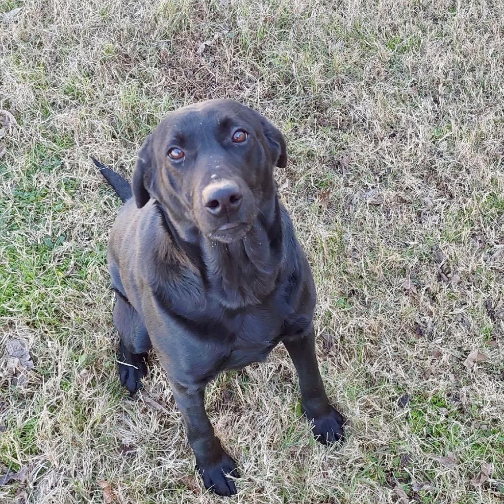 Vixen S2, a Adoptable Black Labrador Retriever in Natchitoches, LA image 4/6