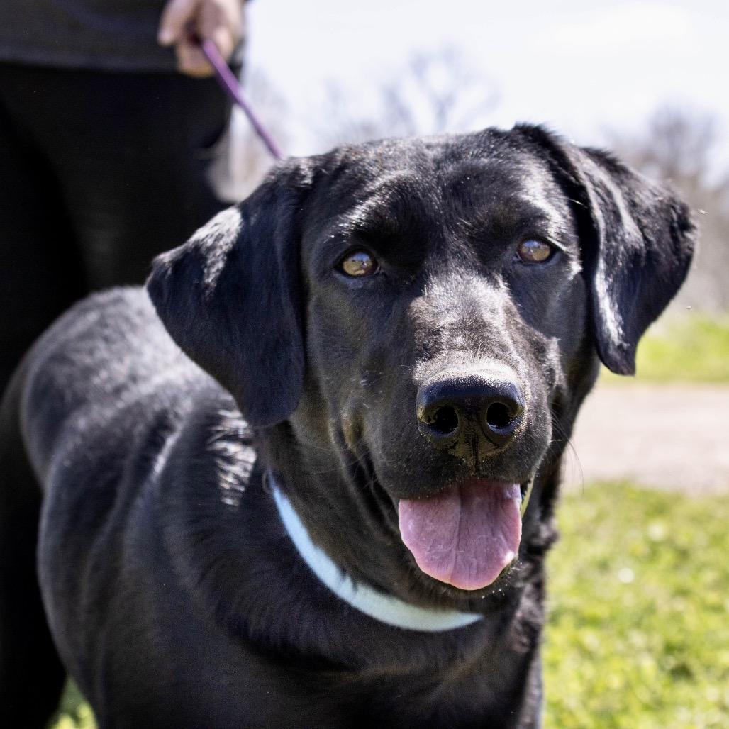 Vixen S2, a Adoptable Black Labrador Retriever in Natchitoches, LA image 6/6