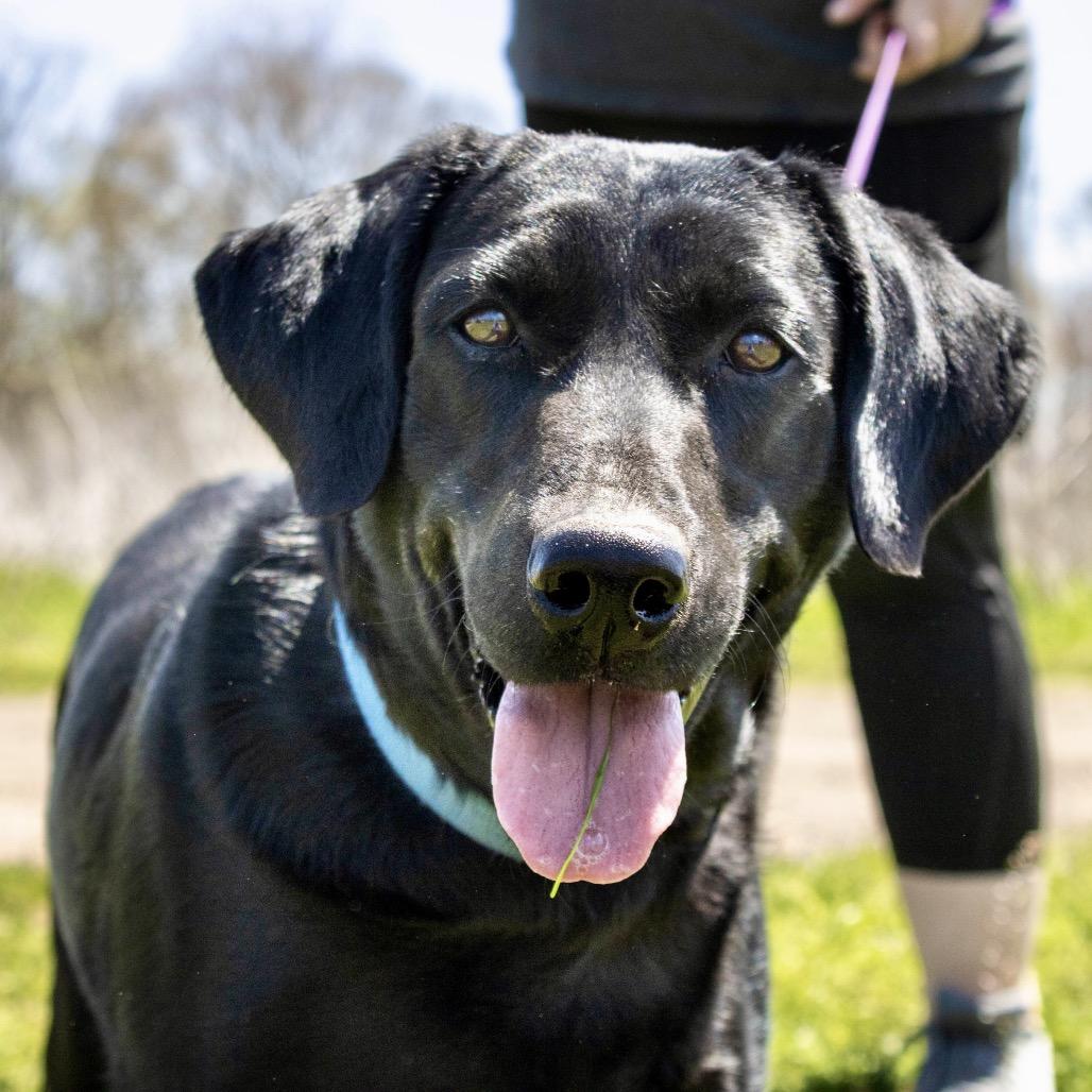 Vixen S2, a Adoptable Black Labrador Retriever in Natchitoches, LA image 5/6