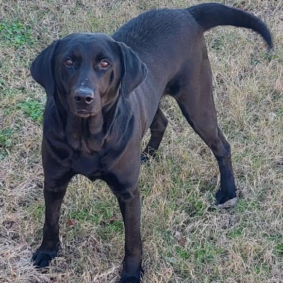 Vixen S2, a Adoptable Black Labrador Retriever in Natchitoches, LA image 6/6
