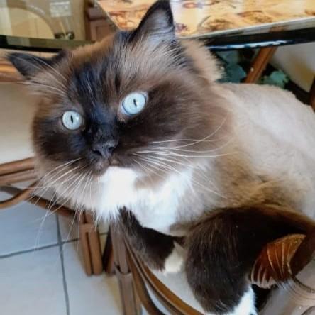 Klearly Krystal - Foster to adopt, Adoptable, Adult Female Ragdoll.