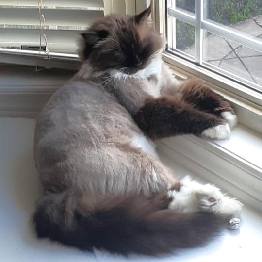 Enlarge Klearly Krystal - Foster to adopt, a Adoptable Ragdoll in Mississauga, ON image 3/6