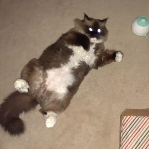 Enlarge Klearly Krystal - Foster to adopt, a Adoptable Ragdoll in Mississauga, ON image 6/6