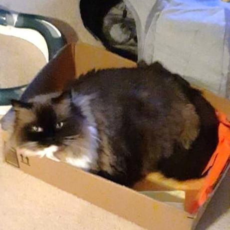 Enlarge Klearly Krystal - Foster to adopt, a Adoptable Ragdoll in Mississauga, ON image 4/6