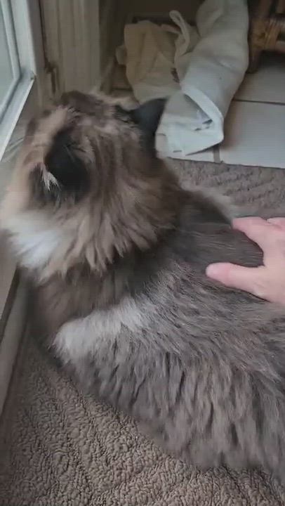 Enlarge Klearly Krystal - Foster to adopt, a Adoptable Ragdoll in Mississauga, ON video 2/6