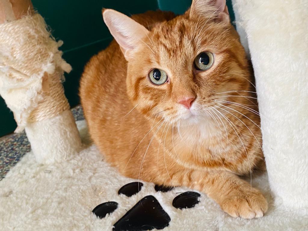 Enlarge Mack, a Adoptable Tabby in Fort Lauderdale, FL image 1/4