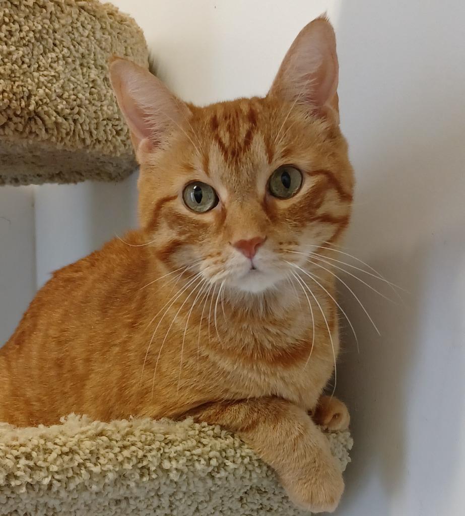 Enlarge Mack, a Adoptable Tabby in Fort Lauderdale, FL image 2/4