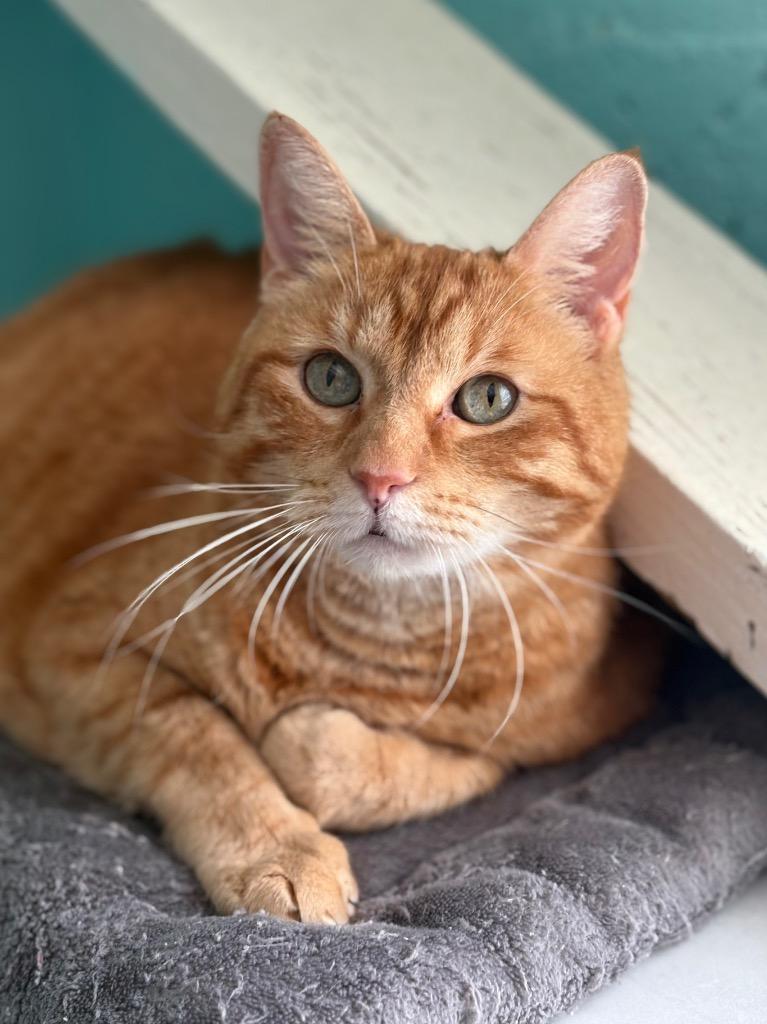 Mack, a Adoptable Tabby in Fort Lauderdale, FL image 2/4