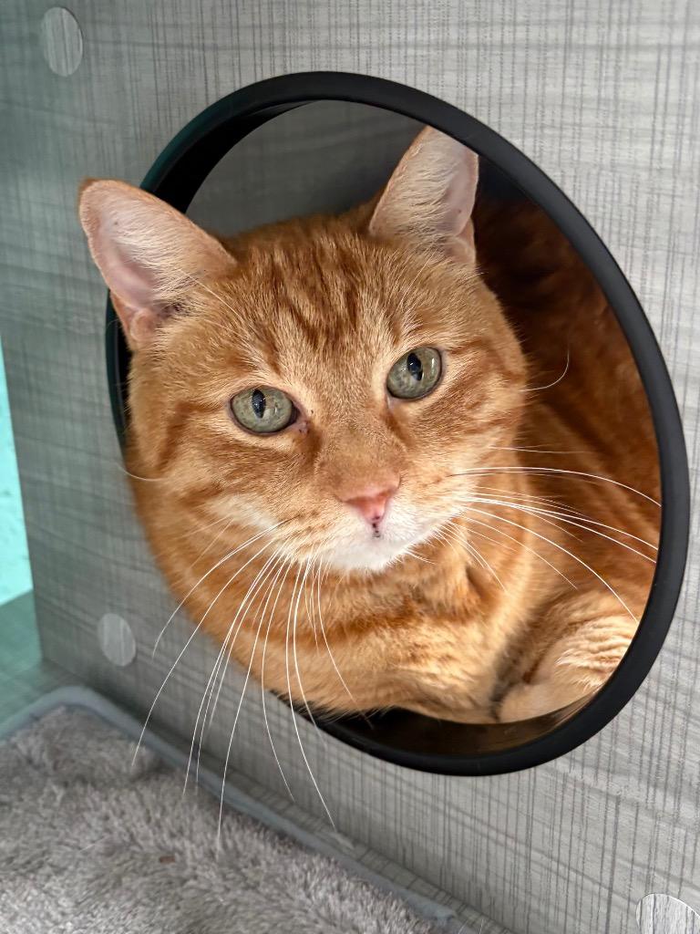 Mack, a Adoptable Tabby in Fort Lauderdale, FL image 3/4