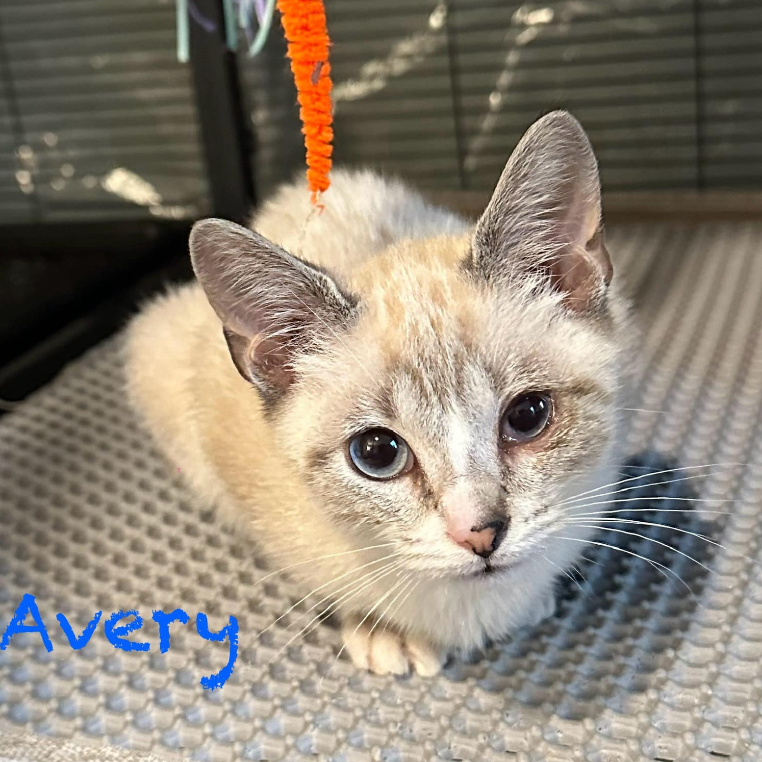 Enlarge Avery, a Adopted Siamese in Spencer, NC image 1/1