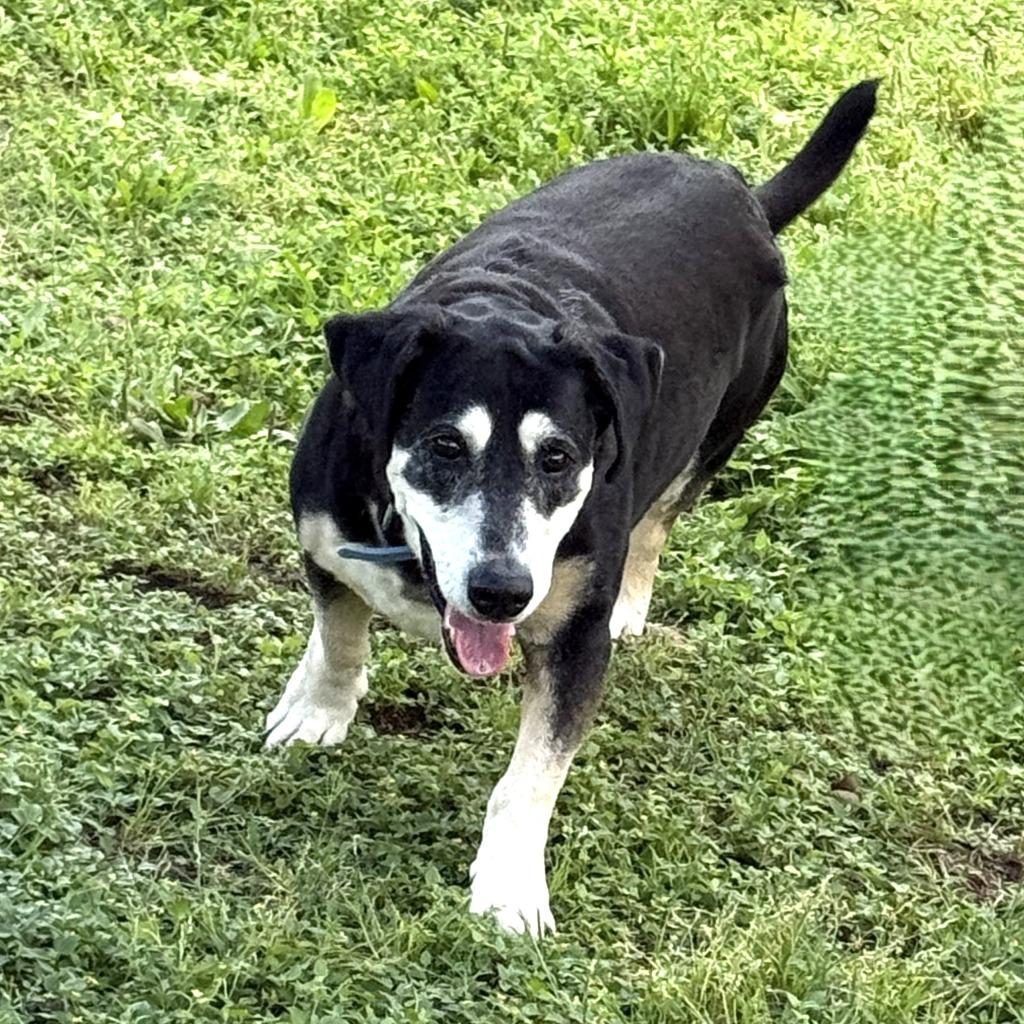 Enlarge Georgie, a Adoptable mixed breed in Brenham, TX image 2/6