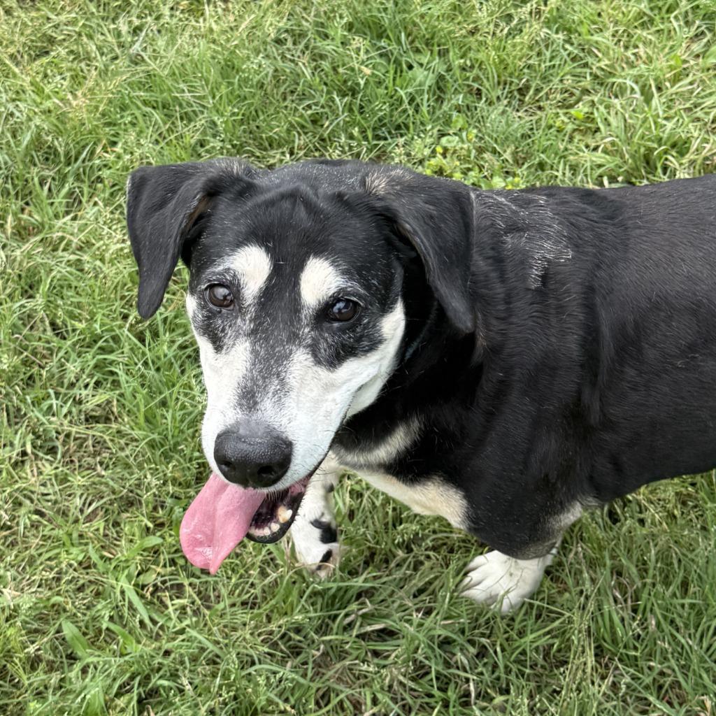 Enlarge Georgie, a Adoptable mixed breed in Brenham, TX image 3/6