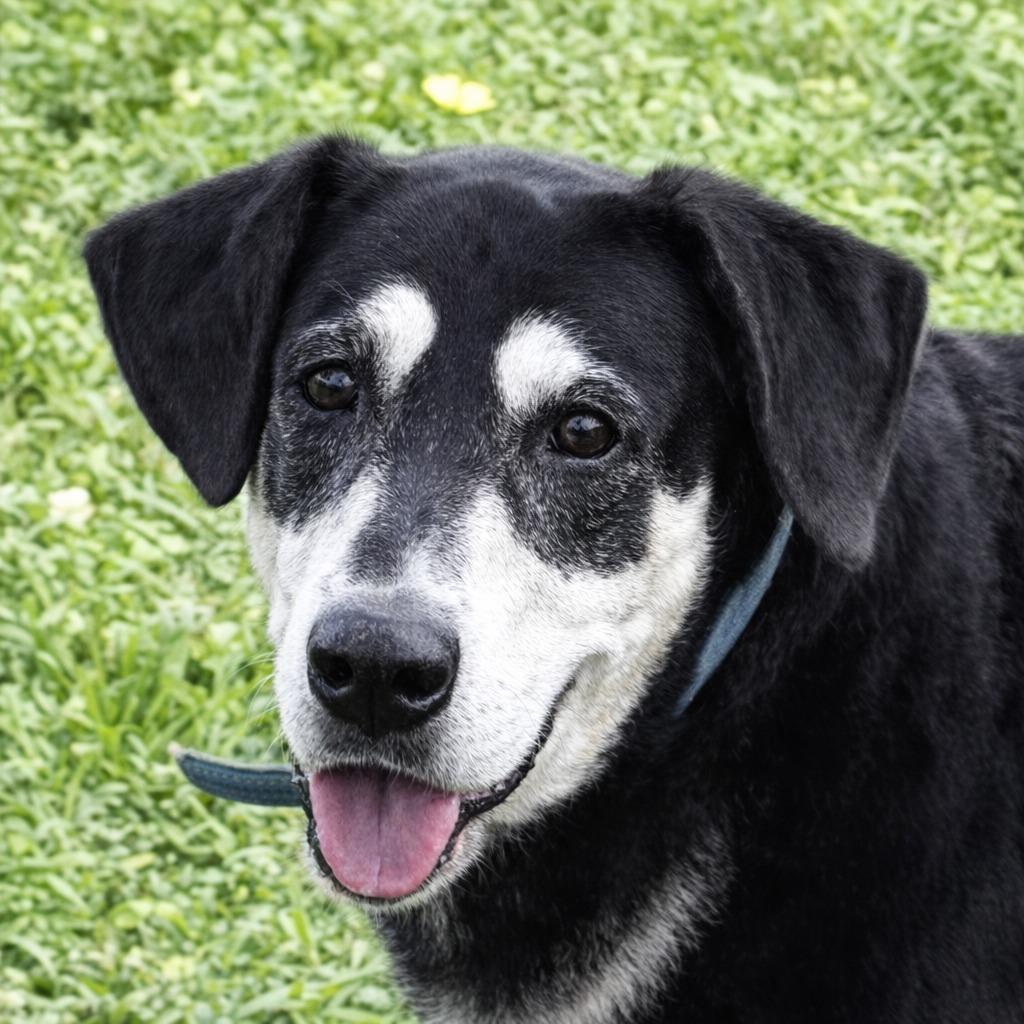 Georgie, Adoptable, Senior Male Basset Hound & Mixed Breed.