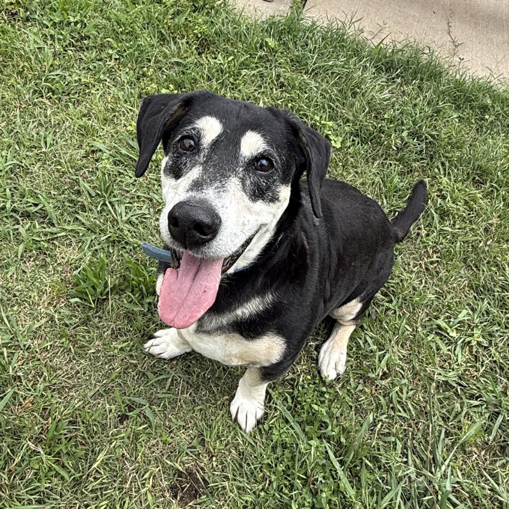Enlarge Georgie, a Adoptable mixed breed in Brenham, TX image 4/6