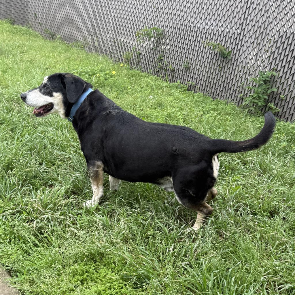 Enlarge Georgie, a Adoptable mixed breed in Brenham, TX image 5/6