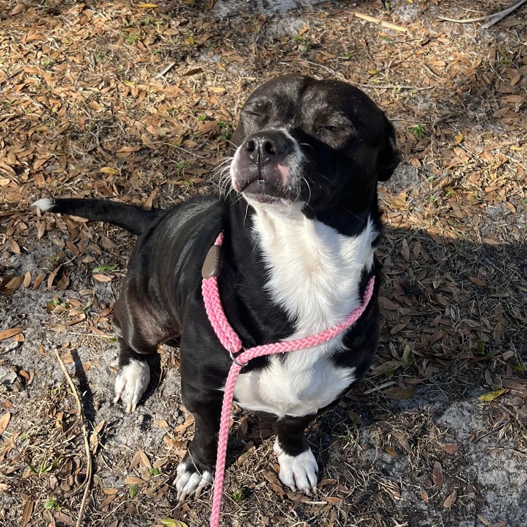 Kobu — thumbnail 2