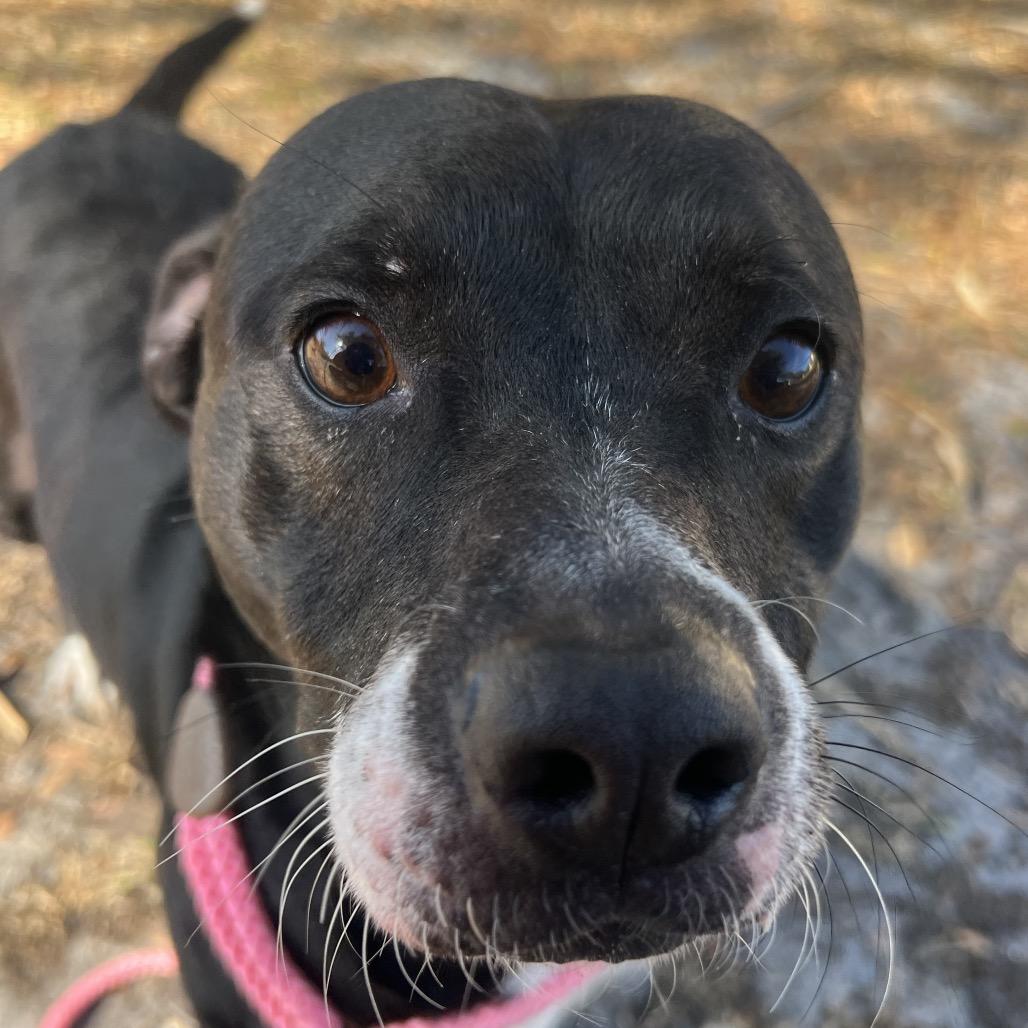 Kobu — thumbnail 3