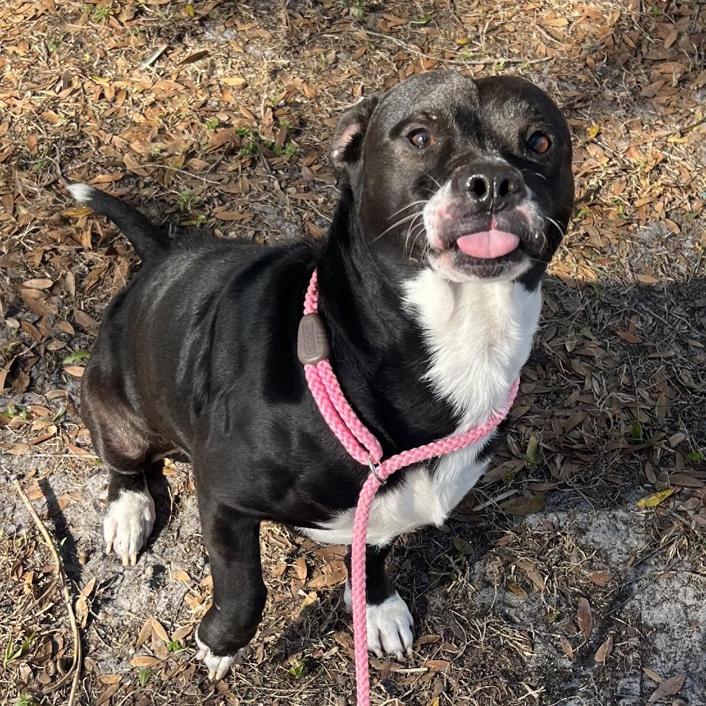 Kobu — thumbnail 4