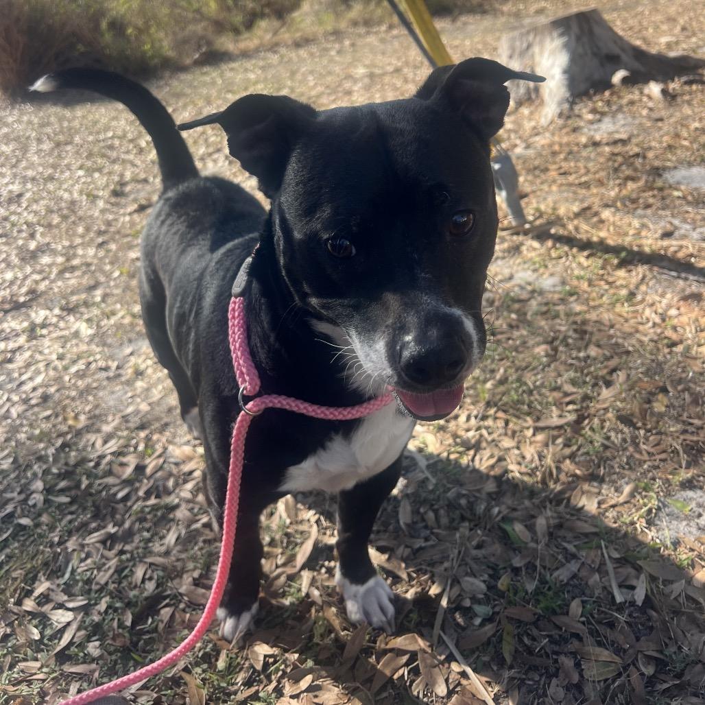 Kobu — thumbnail 5