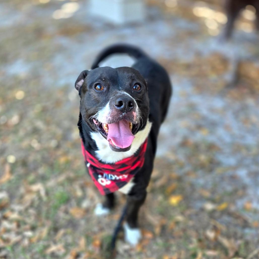 Kobu — thumbnail 6