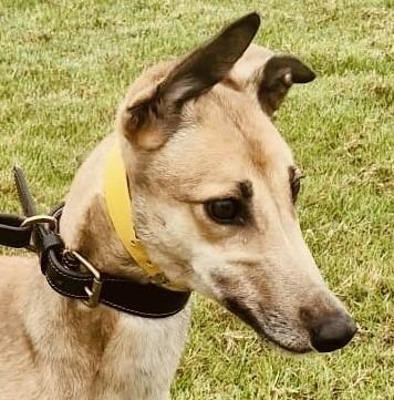 Stella, Adoptable, Adult Female Greyhound.