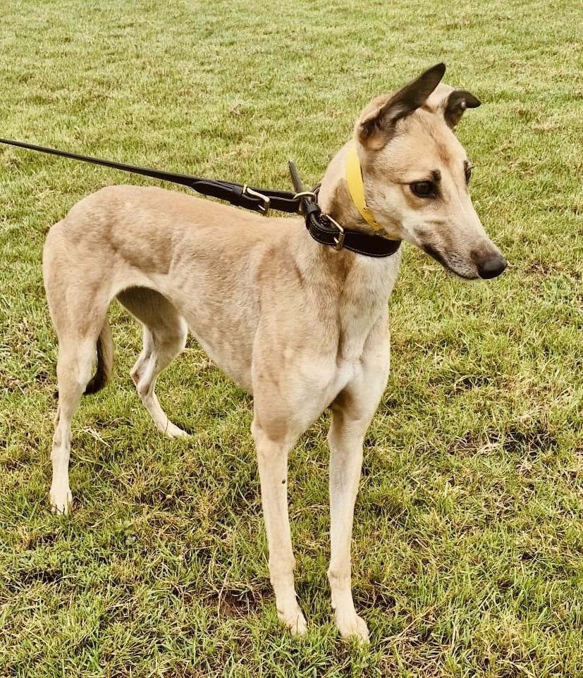 Enlarge Stella, a Adoptable Greyhound in Hopkinton, MA image 2/2