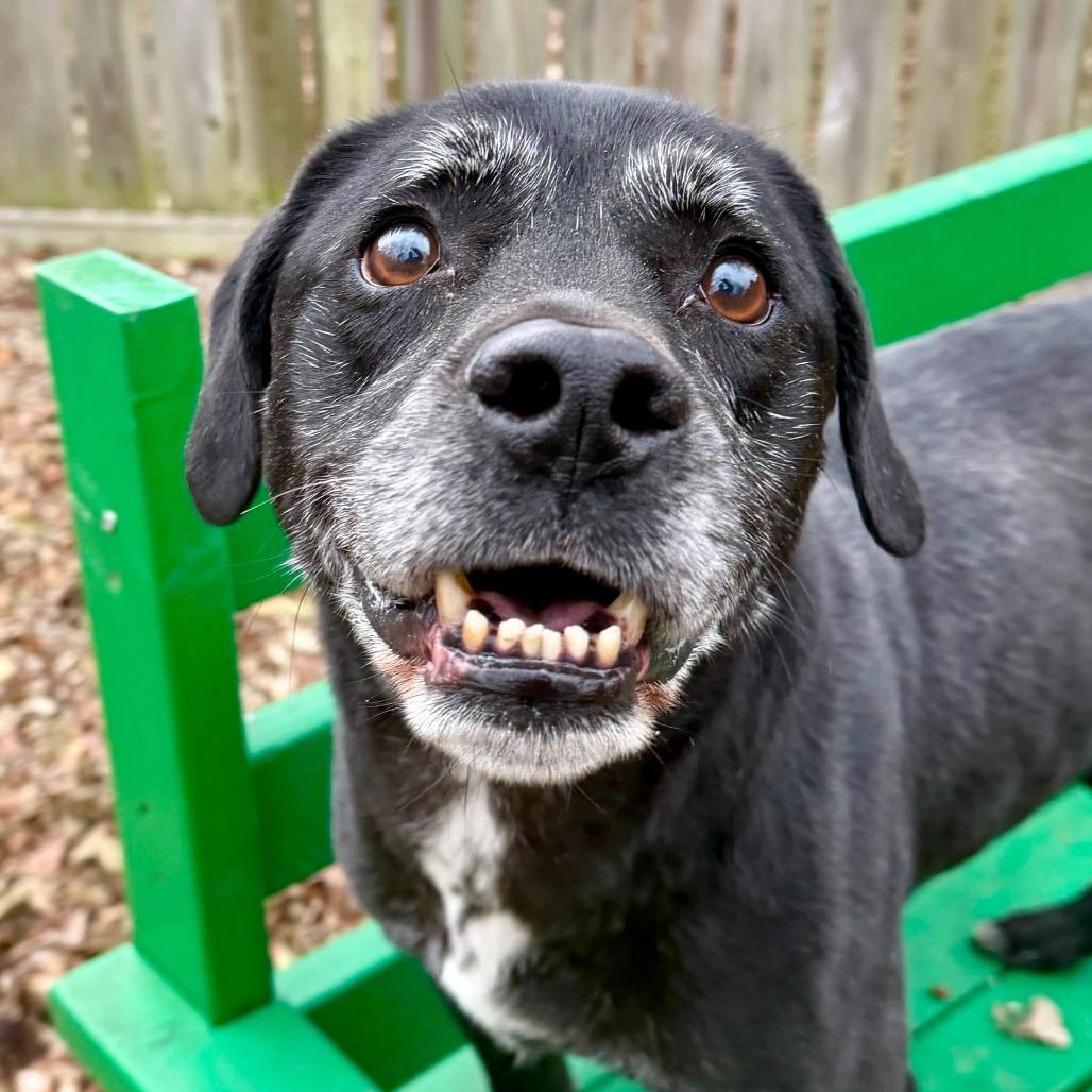 Enlarge Zeke, a Adoptable mixed breed in Dayton, OH image 1/6