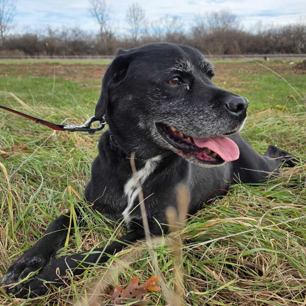 Enlarge Zeke, a Adoptable mixed breed in Dayton, OH image 2/6