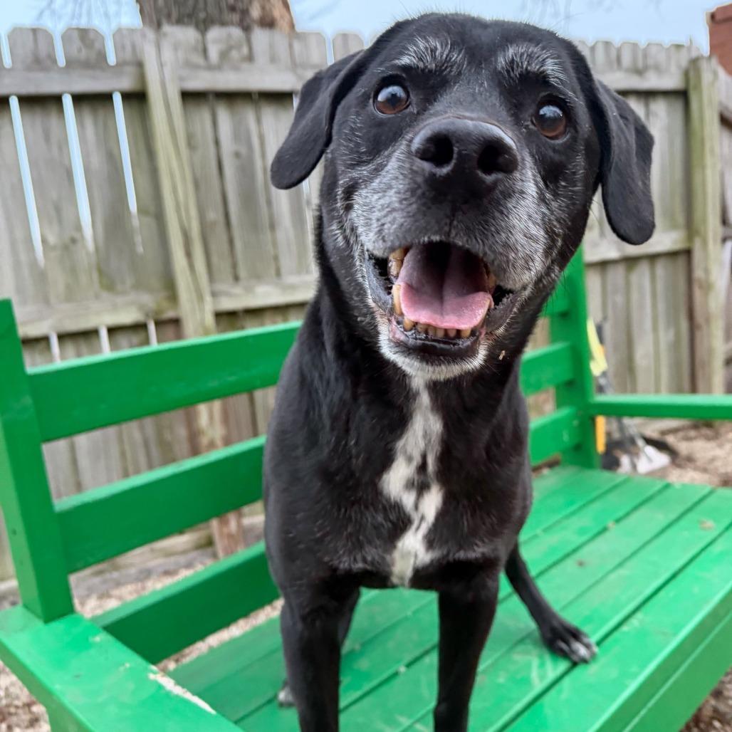 Enlarge Zeke, a Adoptable mixed breed in Dayton, OH image 4/6