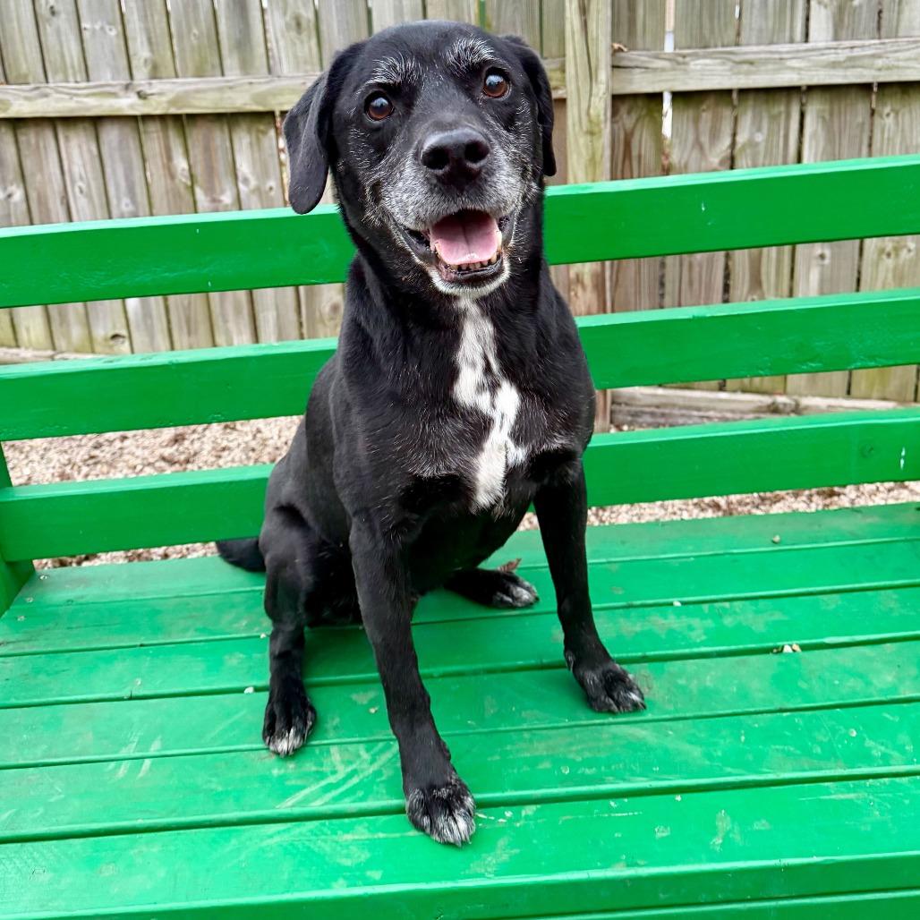 Enlarge Zeke, a Adoptable mixed breed in Dayton, OH image 5/6