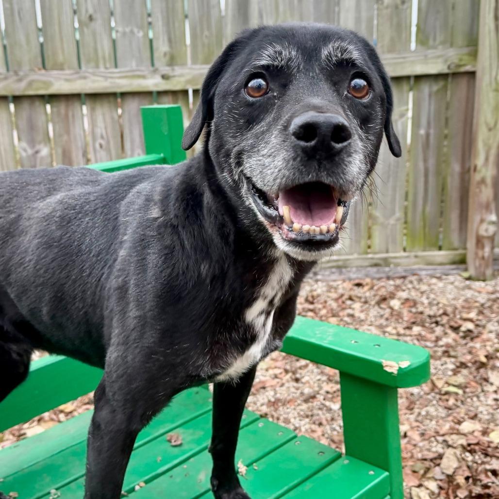 Enlarge Zeke, a Adoptable mixed breed in Dayton, OH image 6/6