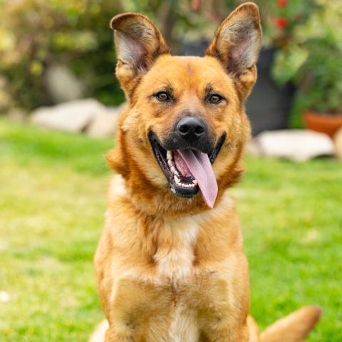 Enlarge MAXIMUS, a Adoptable German Shepherd Dog in Camarillo, CA image 1/1