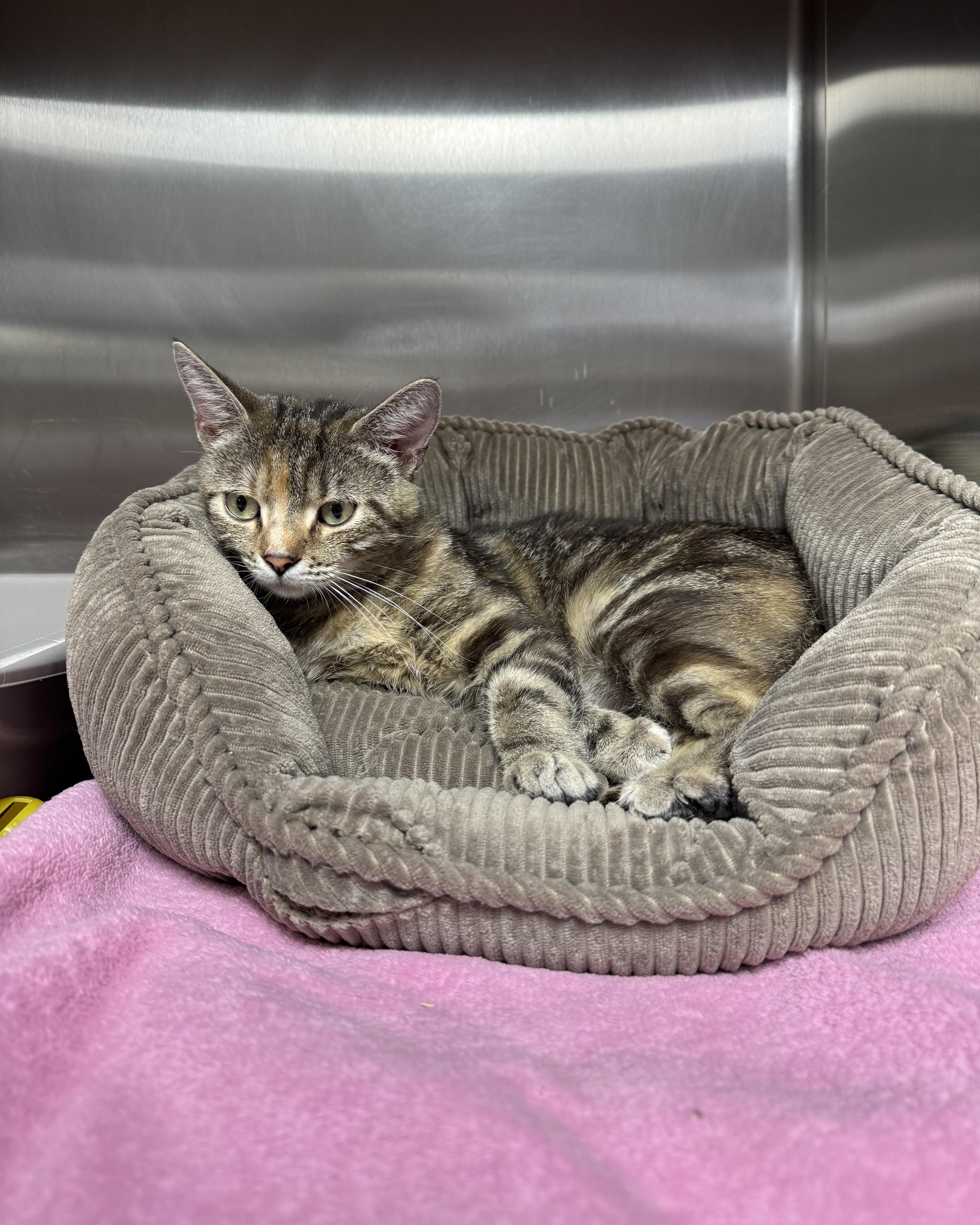 Enlarge Tania, an adopted Domestic Short Hair in Seneca, PA image 4/4