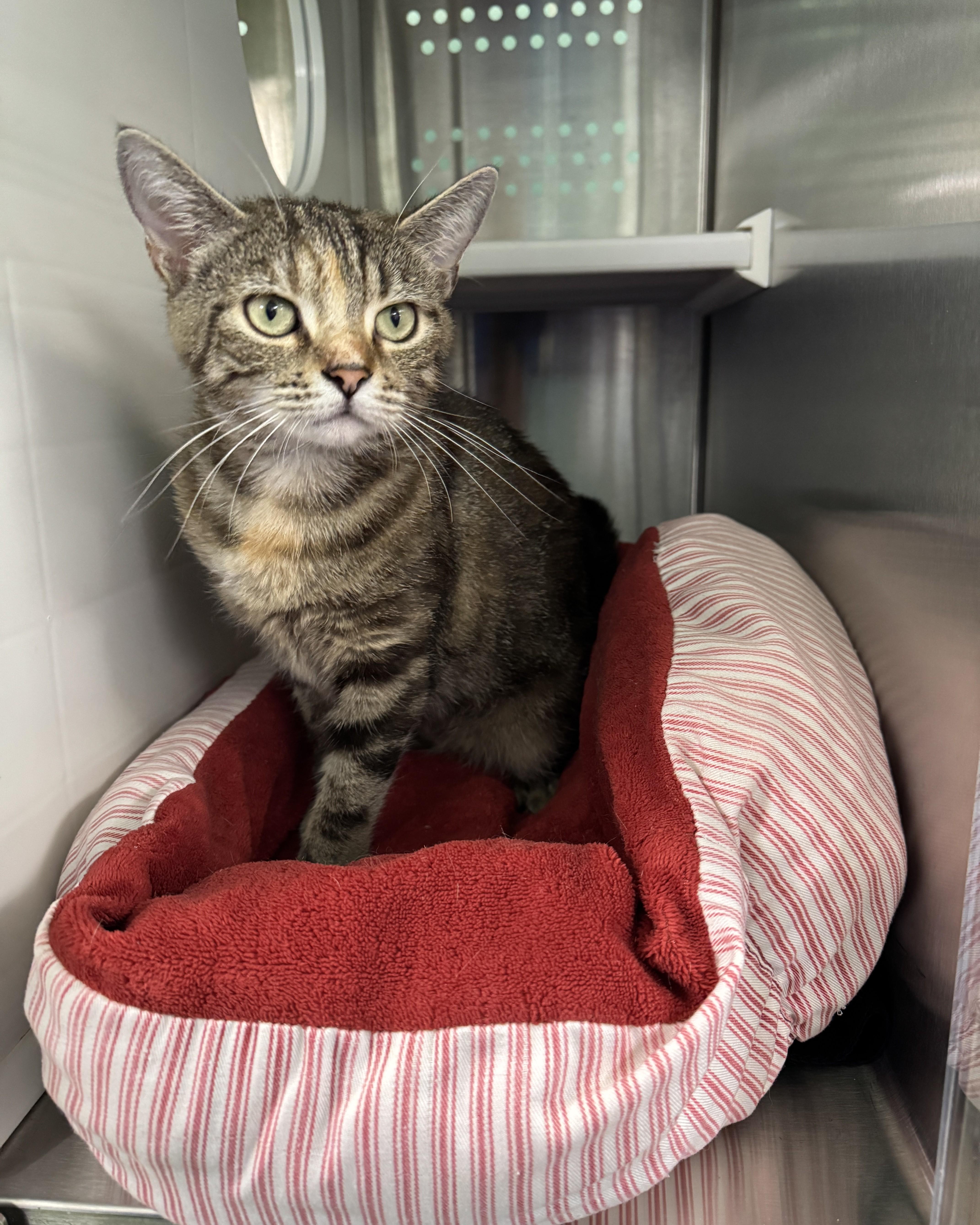 Enlarge Tania, an adopted Domestic Short Hair in Seneca, PA image 1/4