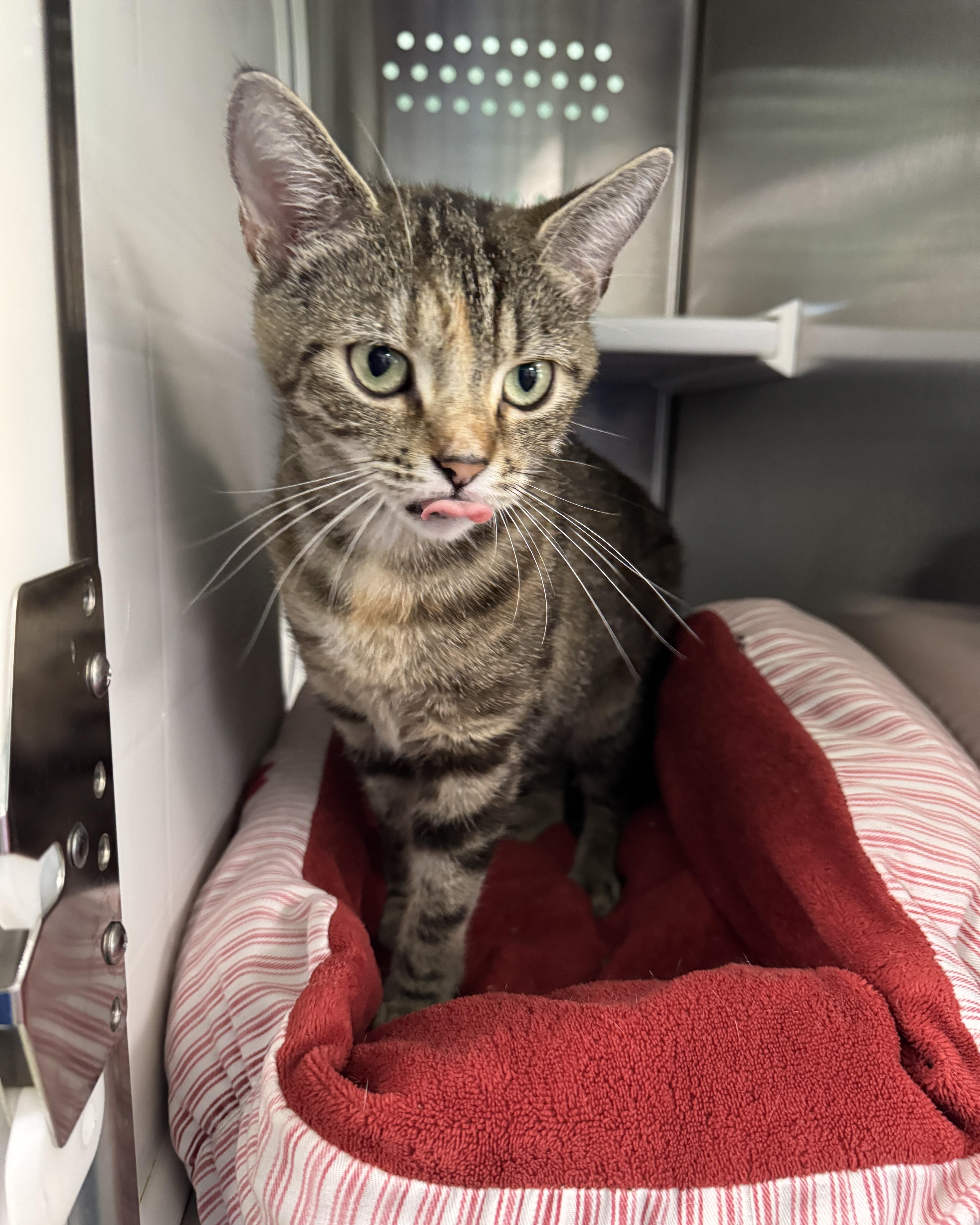 Enlarge Tania, an adopted Domestic Short Hair in Seneca, PA image 3/4