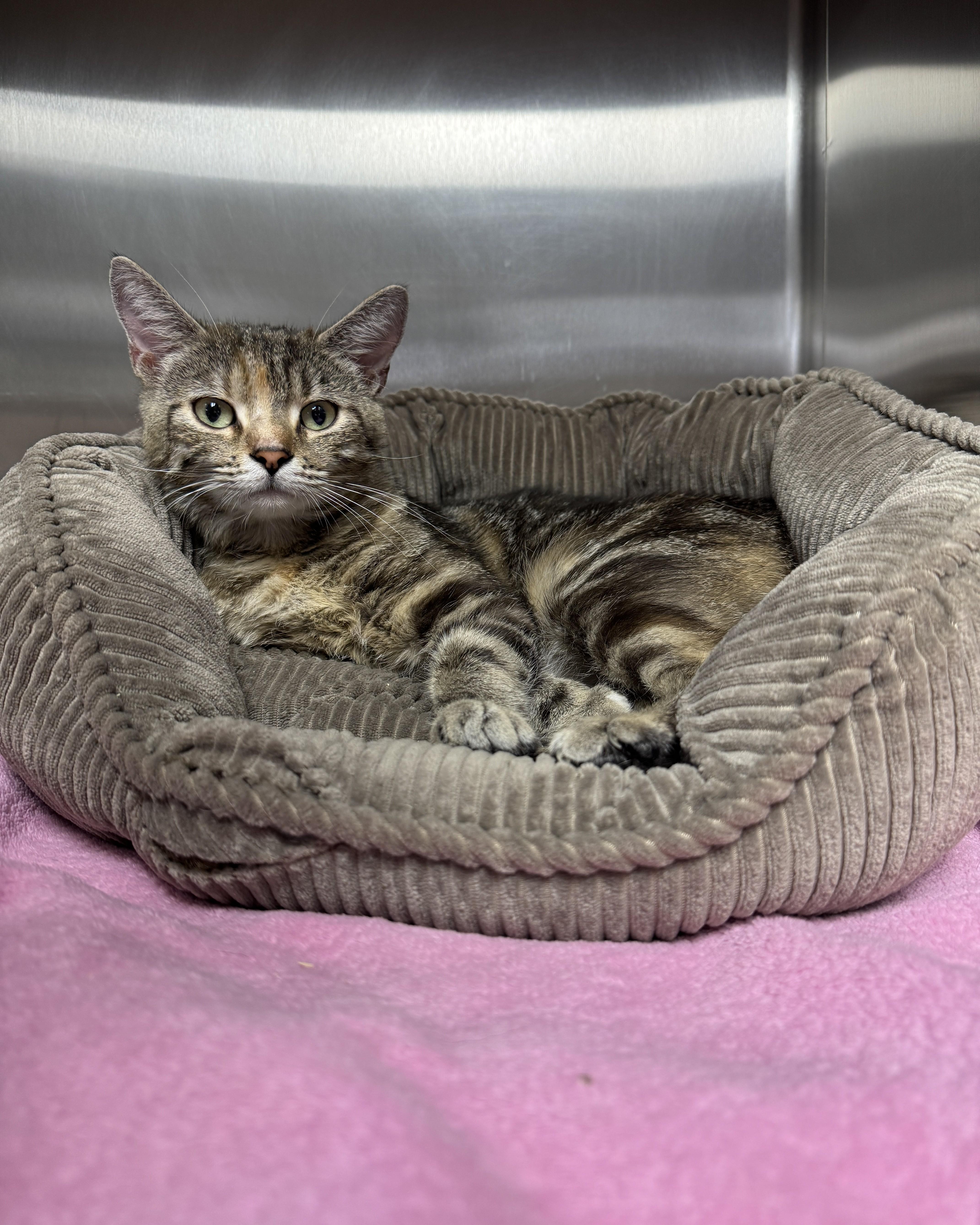 Enlarge Tania, an adopted Domestic Short Hair in Seneca, PA image 2/4