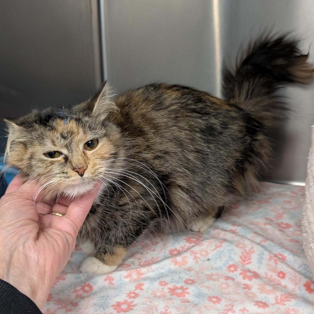 Yo-yo, Adoptable, Young Female Domestic Medium Hair.